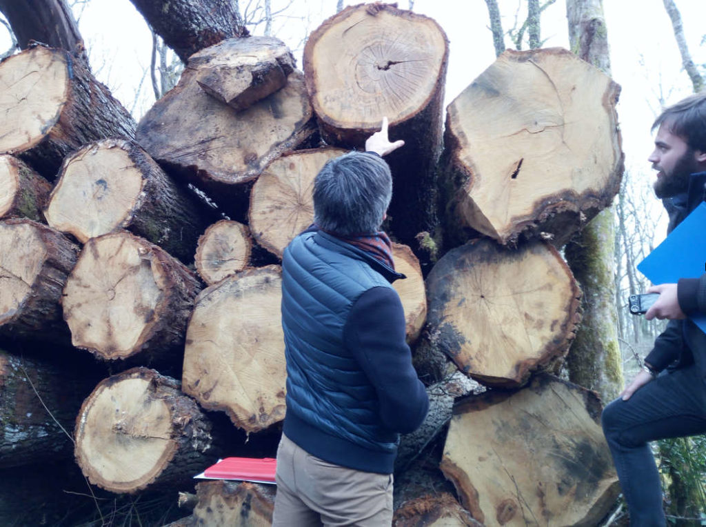 Thierry Chereque y el técnico forestal evaluando la calidad de la madera talada
